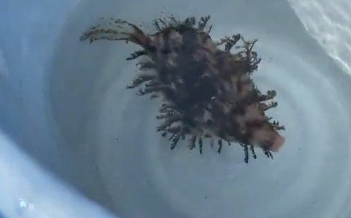 毛むくじゃらのカワハギを捕まえた