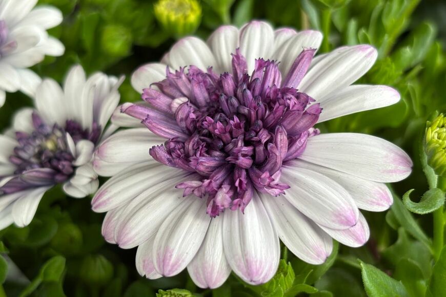 白い花びらで、中心と花びらの先が紫色のオステオスペルマムの花