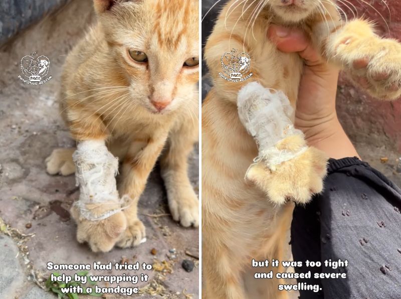出所：<u><a href="https://www.instagram.com/p/Db3p6vzhUry/" target="_blank">@pawsitiverescue.page</a></u>