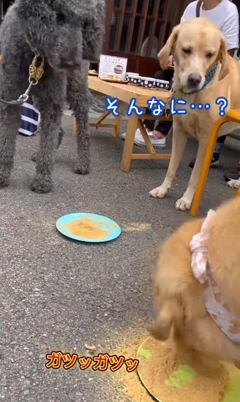 きな粉を食べる犬