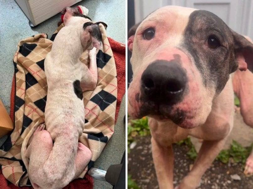 出所：<u><a href="https://www.instagram.com/dogs4rescue/p/DbVwJW4jOaq/" target="_blank">@dogs4rescue</a></u>