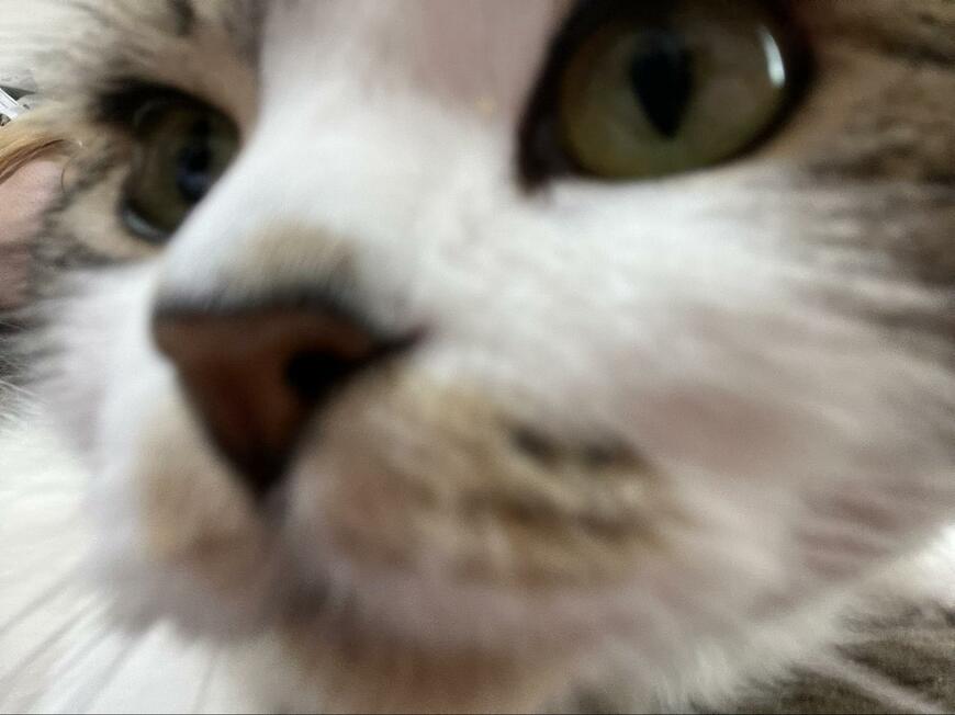 カメラに気が付く猫