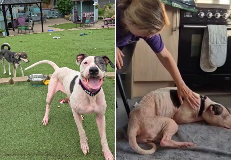 出所：<u><a href="https://www.instagram.com/dogs4rescue/p/DbZAEOhjCPc/" target="_blank">@dogs4rescue</a></u>