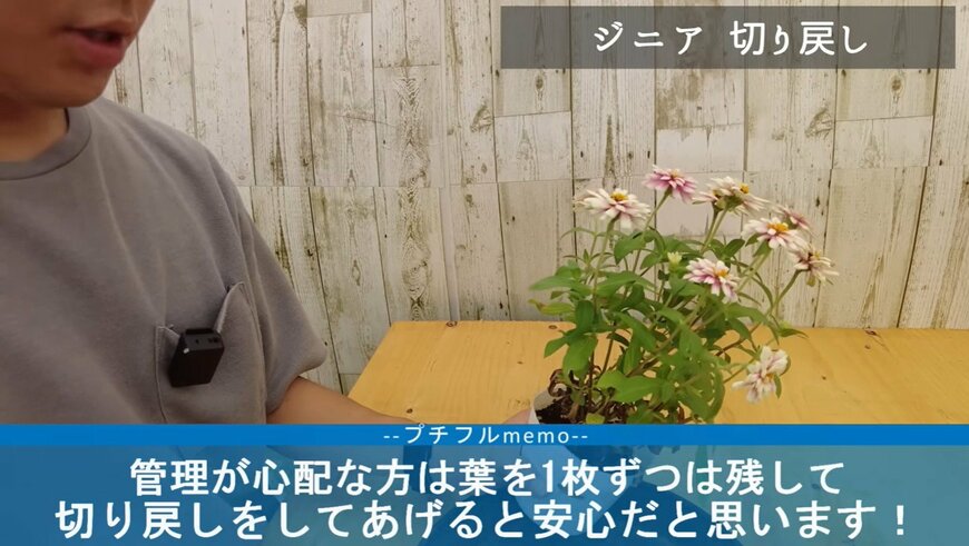 ジニアの切り戻し動画のワンシーン