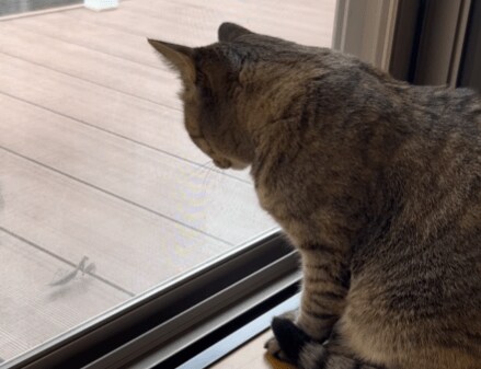 リアルな虫が好きな猫