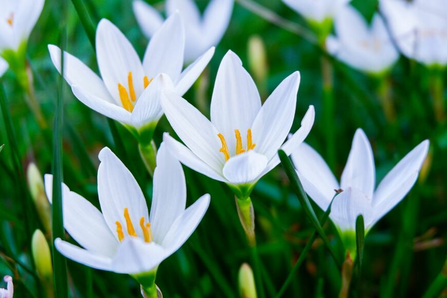 白い花を咲かせている、タマスダレ
