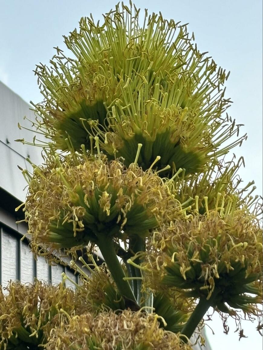 開花したリュウゼツラン