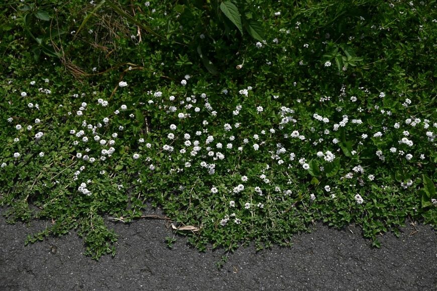 地面に広がるクラピアの花と葉