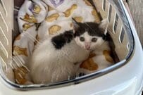 顔に前髪のような模様がある子猫　成長した姿に「完全に素敵な髪型になってる」