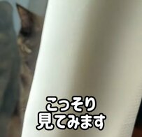  「隠れているのは誰かな？」お昼のまったりした時間にかくれんぼする猫ちゃんにSNSユーザーが癒やされた！