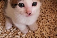 「今より前髪短い」保護猫の写真にSNSユーザーが悶絶したワケ