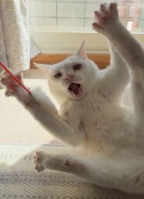 「うがーって感じ」元気出る猫ちゃんの全力遊び！「全肉球を」「オープン」にする楽しさ