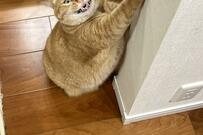 壁で爪とぎする元保護猫　とんでもなく怖い笑みに思わず笑ってしまう【2万3000バズ】