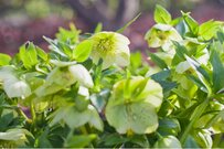 【ガーデニング】クリスマスローズ「花後のお手入れ」9つのポイント