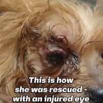 「目にひどい怪我を負った犬」道路脇で保護され治療を受けるも…困難を乗り越えて回復した姿に胸が熱くなる