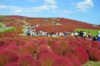 茨城県の国営ひたち海浜公園で愛犬を撮影　コキアと同化する姿に「馴染んでますね」「うまいこと隠れてる」