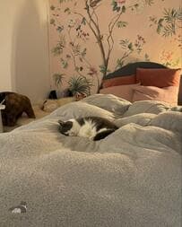 「寝顔がかわいいな」猫を見ていたら…まさかの事実が発覚！思わず二度見してしまう姿が話題