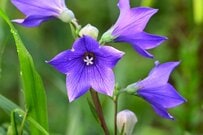 【ナチュラルガーデンに植えっぱなし】庭で楽しめる《秋の七草》美しい花が咲く多年草・低木6選