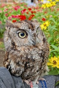【お散歩するフクロウ】花を見た後に立ち寄った場所は？→楽しそうな表情が可愛い！