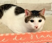 猫たちの「ヘアカタログ2025秋」　かわいすぎる“髪型”に反響