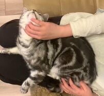 「気持ちよさそうにしてたのに」　甘えん坊猫さんの豹変に笑っちゃう