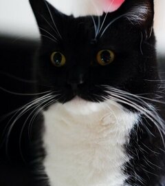 【呆然】ショックを受ける猫ちゃん→思わず笑ってしまう、その表情の理由とは？