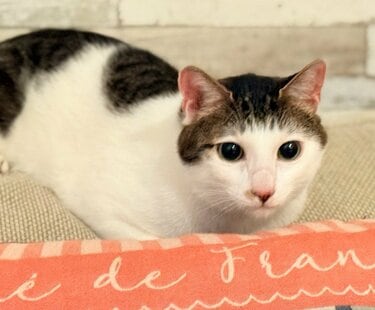猫たちの「ヘアカタログ2025秋」 かわいすぎる“髪型”に反響 「どちらも