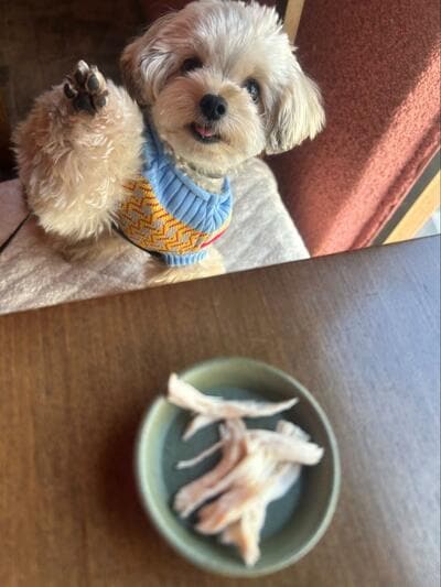 かわいい肉球を見ることができた
