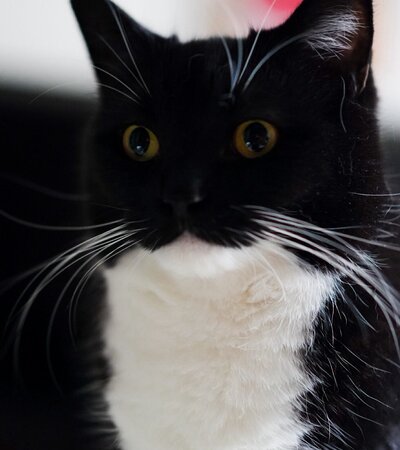 呆然とした表情を浮かべる、猫のうにちゃん