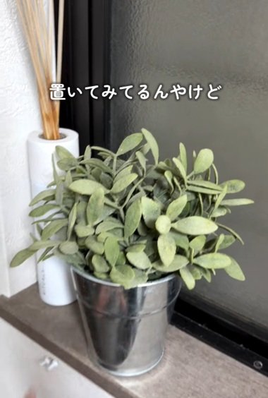 変身前の観葉植物