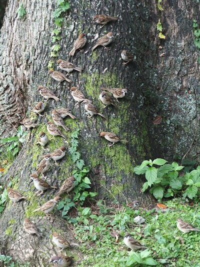 大きな木に集まったすずめ達