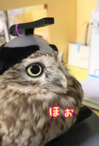 投稿動画のワンシーン