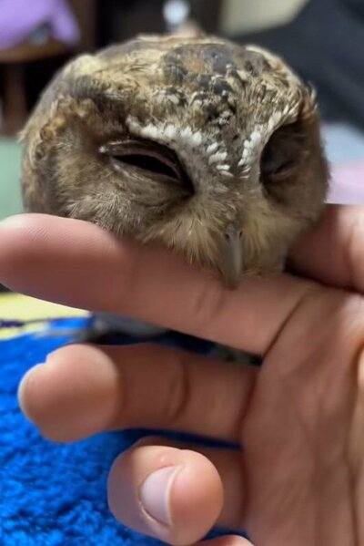 投稿動画のワンシーン