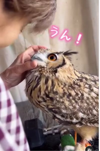 会話を続けるフクロウ