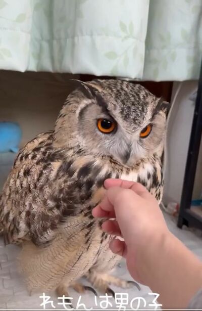 投稿動画のワンシーン