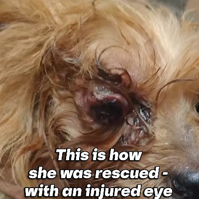 「目にひどい怪我を負った犬」道路脇で保護され治療を受けるも…困難を乗り越えて回復した姿に胸が熱くなる