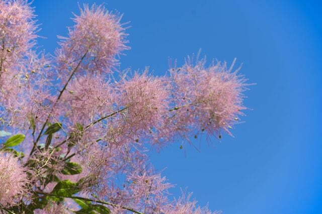 初夏にふわふわの花が咲く！幻想的な庭木【スモークツリー】葉色×花色6種類紹介＆育て方のコツ