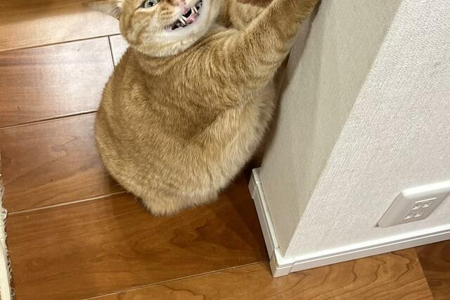 壁で爪とぎする元保護猫　とんでもなく怖い笑みに思わず笑ってしまう【2万3000バズ】