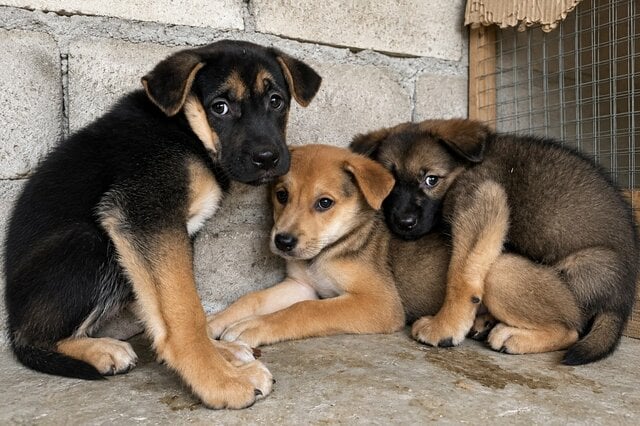 「人を怖がっていた5匹の子犬」保護から2年、愛情を受けて成長した現在の姿に感動