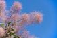 初夏にふわふわの花が咲く！幻想的な庭木【スモークツリー】葉色×花色6種類紹介＆育て方のコツ