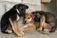 「人を怖がっていた5匹の子犬」保護から2年、愛情を受けて成長した現在の姿に感動