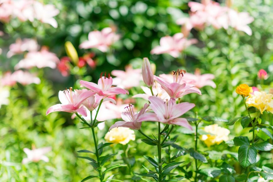 Svechkova Olena/Shutterstock.com