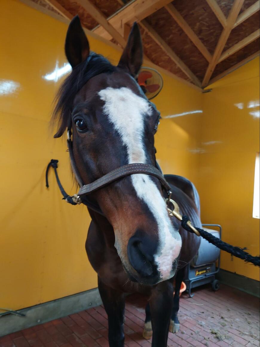 出所：Yogiboヴェルサイユリゾートファーム