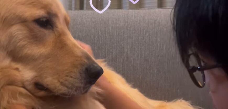 出所：san_goldenretriever