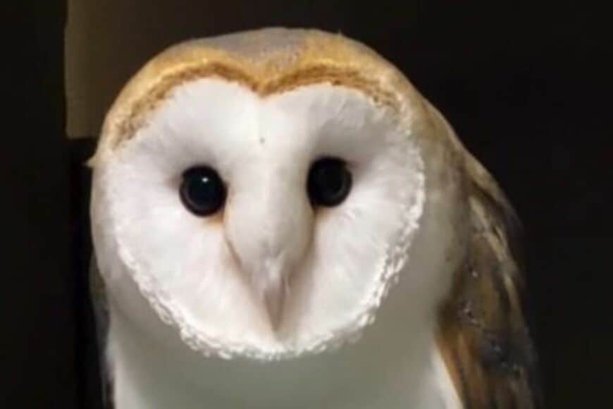 自宅でくつろぐフクロウの様子に違和感　何度も見たくなってしまうポーズが「癒し効果絶大」