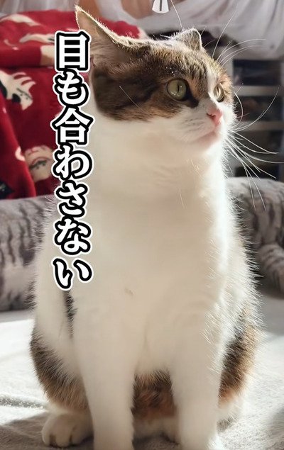 出所：＠nikoandkotatorowasabi