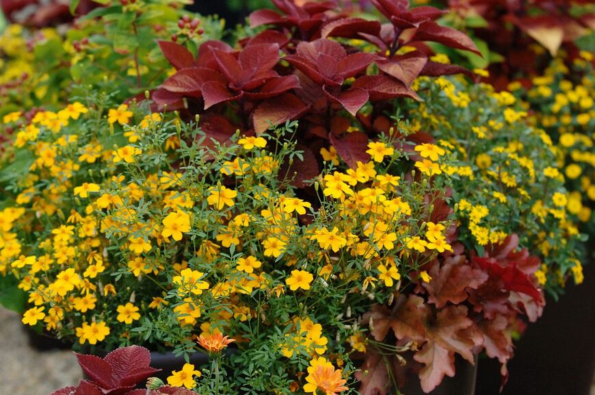 出所：PROVEN WINNERS（R）