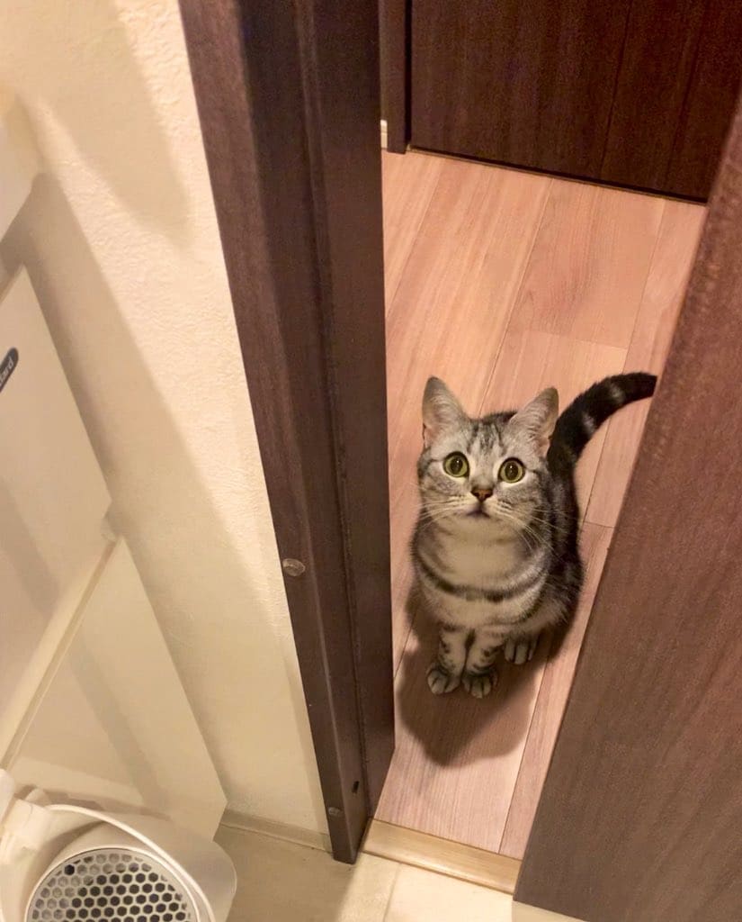 どのドアを開けても「出待ち」している猫　2匹の可愛すぎる待ち姿に悶絶の声