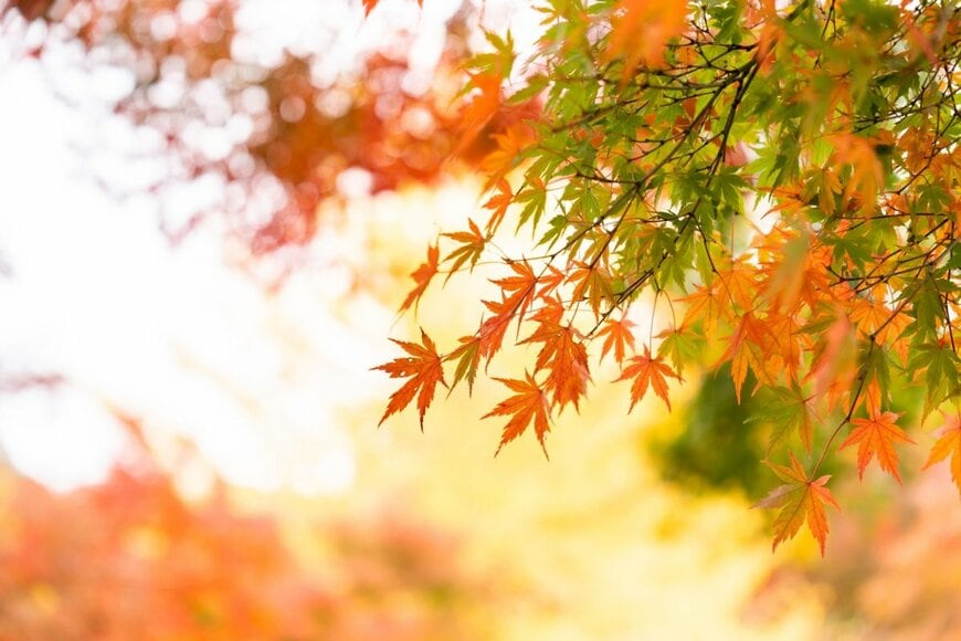 山の中で撮影したナキウサギの表情が話題　紅葉を見つめる仕草が「かわいすぎる」「絵本みたい」と反響
