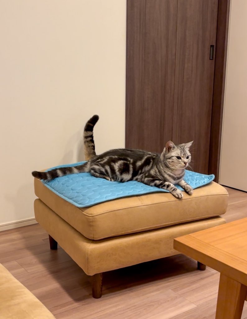 尻尾が2本あるように見える猫「猫又に…」納得の仕組みにほっこり